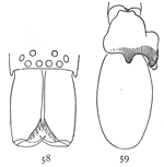 Figs. 58, 59. Clubiona rubra.—58,
front of head and mandibles of male. 59, palpus of male.