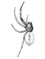 Fig. 66. Trachelas ruber,
enlarged four times.
