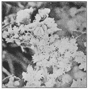 Fig. 75. Misumena aleatoria.—Natural size,
among flowers of thoroughwort, holding a fly
in her mouth.