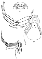 Figs. 76, 77, 78. Misumena
vatia.—76, head
and eyes seen from in
front. 77, female enlarged
four times.
78, male enlarged four
times.