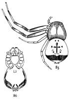 Figs. 85, 86. Synema parvula.—Enlarged
eight times. 85, upper side. 86, under side.