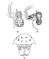 Figs. 95, 96, 97. Xysticus triguttatus.—95,
female. 96, male. Both enlarged four times. 97, front of head
much enlarged to show eyes and mandibles.