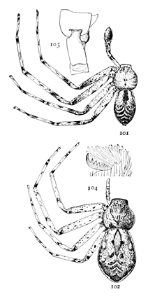 Figs. 101, 102, 103, 104. Philodromus vulgaris.—101, male. 102, female.
Both enlarged four times. 103, tibia of the male palpus. 104, one of the feet.