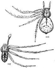 Figs. 106, 107. Philodromus lineatus.—106, female.
107, male. Both enlarged six times