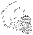 Fig. 111. Ebo latithorax, enlarged
twelve times.