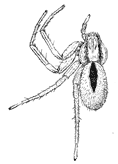 Fig. 117. Thanatus coloradensis,
enlarged four times.