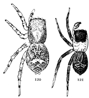 Figs. 120, 121. Saitis pulex.—120, female.
121, male. Both enlarged six times.