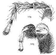 Figs. 124, 125. Third and first legs of male Habrocestum auratum. —124, third leg. 125, first leg.