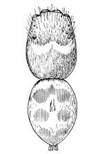 Fig. 129. Habrocestum splendens.— male
enlarged eight times.
