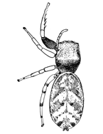 Fig. 132. Zygoballus
bettini.—Female
enlarged eight times.