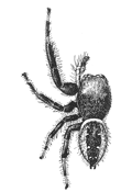 Fig. 134. Phidippus
multiformis.—Male enlarged six times.