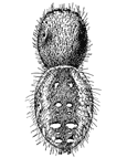 Fig. 135. Phidippus
mystaceus,
enlarged six
times.