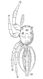 Fig. 137. Plexippus puerperus.—Female enlarged six times.