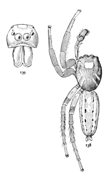 Figs. 138, 139. Plexippus puerperus.—138, male enlarged six times.
139, front of head of male.