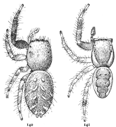 Figs. 140, 141. Dendryphantes militaris.—140, female.
141, male. Both enlarged six times.