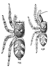 Figs. 155, 156.Epiblemum scenicum.—155, female.
156, male. Both enlarged six times.