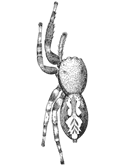 Fig. 157. Marptusa familiaris.—Female enlarged six times.