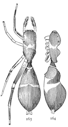 Figs. 163,
164. Synemosyna formica.—163, female
enlarged eight
times. 164, side of female.
