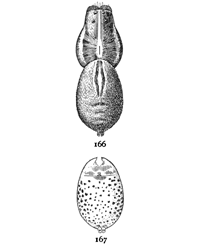 Figs. 166, 167. Lycosa
nidicola.—166, female
enlarged twice. 167,
under side of abdomen.