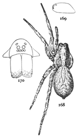 Figs. 168, 169,
170. Lycosa pratensis.—168,
female enlarged three times.
169, side of cephalothorax.
170, front of head and mandibles.