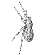 Fig. 171. Lycosa polita,
enlarged three times.