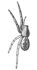 Fig. 173. Lycosa
nidifex.—Female
enlarged twice.