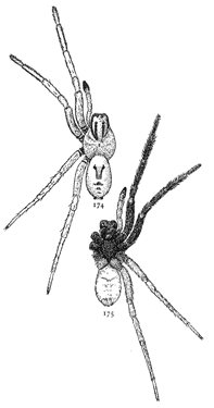 Figs. 174, 175. Lycosa
nidifex.—174, back of
male. 175, under side of
male. Both enlarged
twice.
