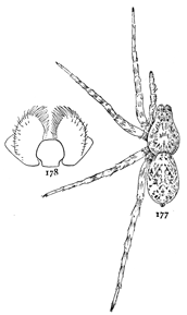 Figs. 177, 178. Lycosa
cinerea.—177,
female enlarged
four times. 178,
maxillæ.