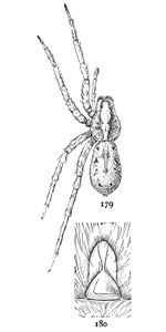 Figs. 179, 180. Lycosa
kochii.—179, female
enlarged twice. 180,
epigynum.
