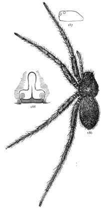 Figs. 186, 187, 188. Pardosa
lapidicina.—186, female enlarged
four times. 187,
side of cephalothorax.
188, epigynum.