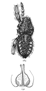 Figs. 189, 190. Pardosa
greenlandica.—189,
female enlarged four
times. 190, epigynum.