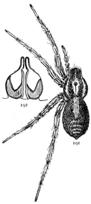 Figs. 191, 192.
Pardosa glacialis.—191, Female enlarged
four times. 192, epigynum.
