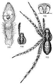 Figs. 193, 194, 195, 196.
Pardosa tachypoda.—193,
female enlarged
four times. 194, cephalothorax
and palpus
of male. 195, epigynum.
196, palpus
of male.