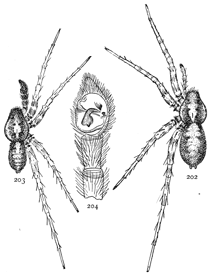 Figs. 202, 203, 204.
Pardosa nigropalpis.—202,
female. 203,
male. Both enlarged
four times.
204, end of palpus
of male.