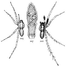 Figs. 205, 206, 207. Pardosa
albopatella.—205,
female. 206, male. Both
enlarged four times. 207,
end of palpus of male.