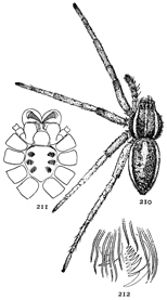 Figs. 210, 211, 212. Dolomedes
sexpunctatus.—210,
female enlarged twice. 211, under side
of cephalothorax. 212,
one of the feet, showing
three claws.