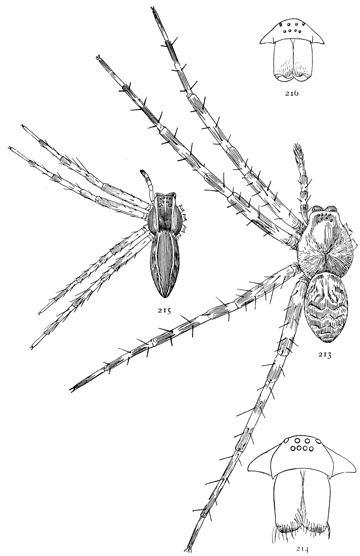 Figs. 213, 214.  Dolomedes tenebrosus.—213,
female enlarged twice. 214, front of head.
