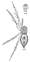 Figs. 218, 219. Oxyopes salticus.—218,
female enlarged
six times. 219, front of head.