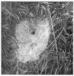 Fig. 221. Web of Agalena nævia in long grass,
seen from above. One-third the real size.