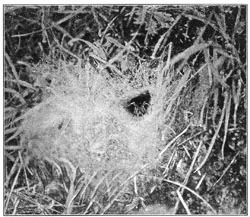 Fig. 222. Web of Agalena nævia in
short grass on the side of a hill, seen from the side.
The spider stands in its usual place at the mouth of its tube. Half the real size.