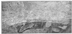 Fig. 226. Newly made edge of
web of Agalena nævia, showing
arrangement of the threads.