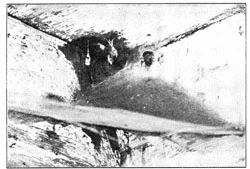 Fig. 231. Web of Tegenaria derhamii with spider
in mouth of tube.
Old cocoons hanging at the left.