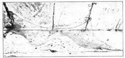 Fig. 232. Web of Tegenaria derhamii curving downward on each side.