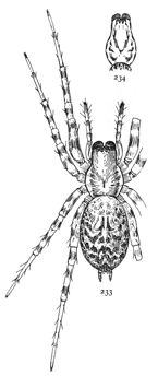 Figs. 233, 234.
Tegenaria medicinalis.—233,
adult
female enlarged
four times. 234,
cephalothorax of
young female to
show spots.