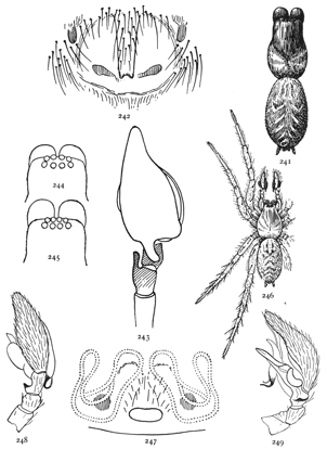 Figs. 241, 242, 243, 244, 245, 246, 247, 248,
249. Tegenaria longitarsus.—241, back of female. 242, epigynum.
243, palpus of male seen from above. 244, head of Tegenaria medicinalis. 245, head
of Tegenaria longitarsus. Tegenaria complicata.—246, female enlarged four times.
247, epigynum. 248, 249, male palpus.