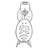 Fig. 252. Hahnia
cinerea.