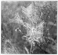 Fig. 253. Webs of Theridium in a fog,
on the tops of burnt bushes. Half the real size.
These webs are too fine to be noticed in dry weather.