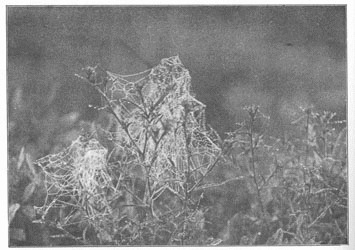 Fig. 254. Webs of Theridium in a fog, on the tops of golden-rod.
One-third the real size.