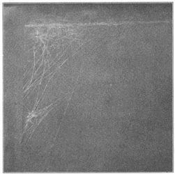 Fig. 255. Web of Theridium tepidariorum in a dark corner.
Half the real size.