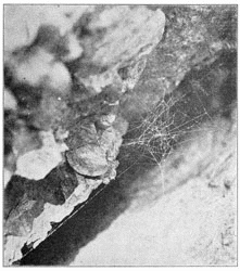 Fig. 257. Web of young Theridium tepidariorum in a crack of a rock. Half the real size.
The spider stood in the middle under the closely woven part.